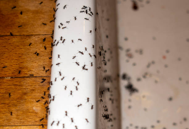 Wasp Removal Services in Shelbina, MO