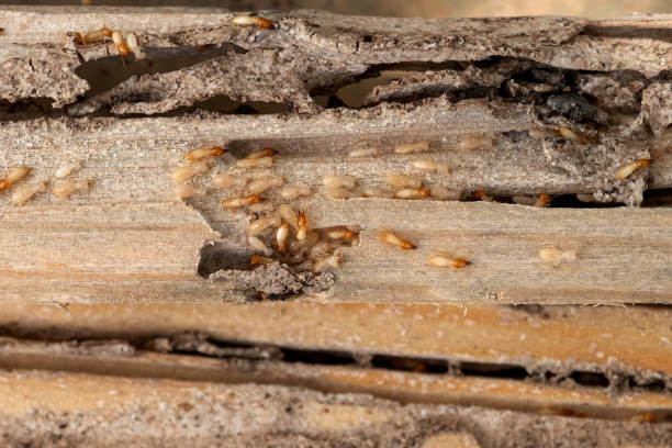 Best Best Pest Control Companies  in Shelbina, MO